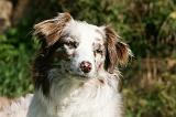 BORDER COLLIE 1286